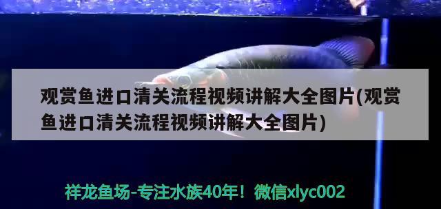 加熱棒魚缸怎么換水(如何用加熱棒調(diào)節(jié)魚缸水溫) 黃寬帶蝴蝶魚 第1張