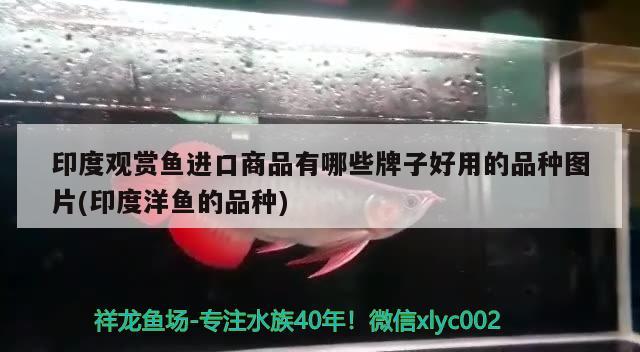 陽臺適合放魚缸嗎？風水好不好呀陽臺適合放魚缸嗎？，陽臺適合放魚缸嗎陽臺適合放魚缸嗎風水好不好呀 魚缸風水 第1張