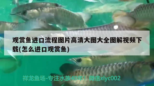 觀賞魚進(jìn)口流程圖片高清大圖大全圖解視頻下載(怎么進(jìn)口觀賞魚) 觀賞魚進(jìn)出口 第2張