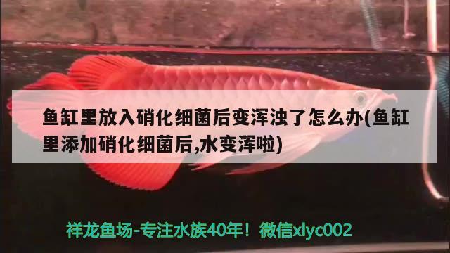 海寧市硤石小張花鳥商行（海寧小陳花鳥店） 全國水族館企業(yè)名錄 第1張