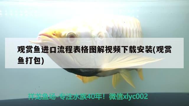 觀賞魚進(jìn)口流程表格圖解視頻下載安裝(觀賞魚打包) 觀賞魚進(jìn)出口