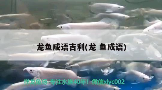 龍魚(yú)成語(yǔ)吉利(龍魚(yú)成語(yǔ)) 魚(yú)缸凈水劑