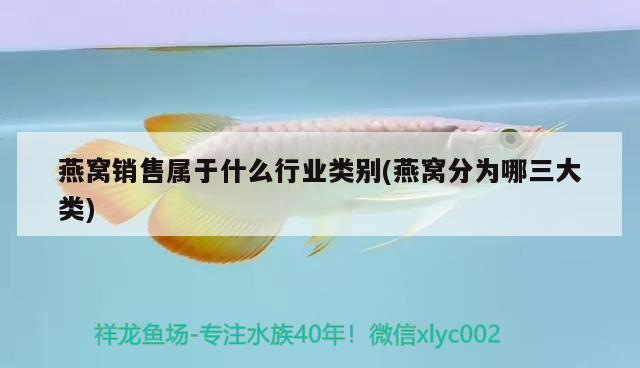 藍茉莉魚圖片：石缸適合養(yǎng)什么魚