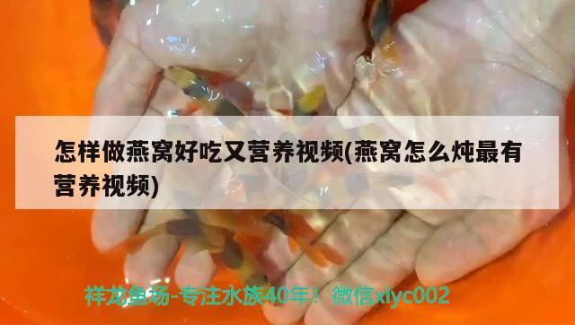 龍魚眼睛里面有白色的東西是什么：龍魚眼睛上長白蒙了怎么辦 養(yǎng)魚的好處 第1張