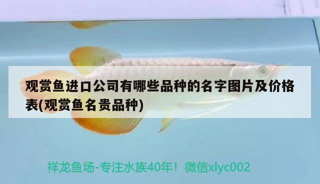 觀賞魚進口公司有哪些品種的名字圖片及價格表(觀賞魚名貴品種)