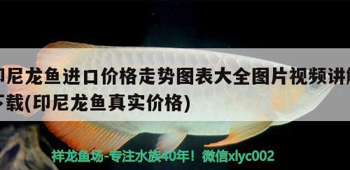 印尼龍魚進口價格走勢圖表大全圖片視頻講解下載(印尼龍魚真實價格)