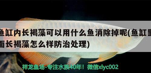 魚缸內(nèi)長(zhǎng)褐藻可以用什么魚消除掉呢(魚缸里面長(zhǎng)褐藻怎么樣防治處理) 白子黃化銀龍魚