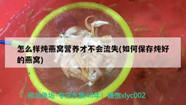 怎么樣燉燕窩營養(yǎng)才不會流失(如何保存燉好的燕窩) 馬來西亞燕窩