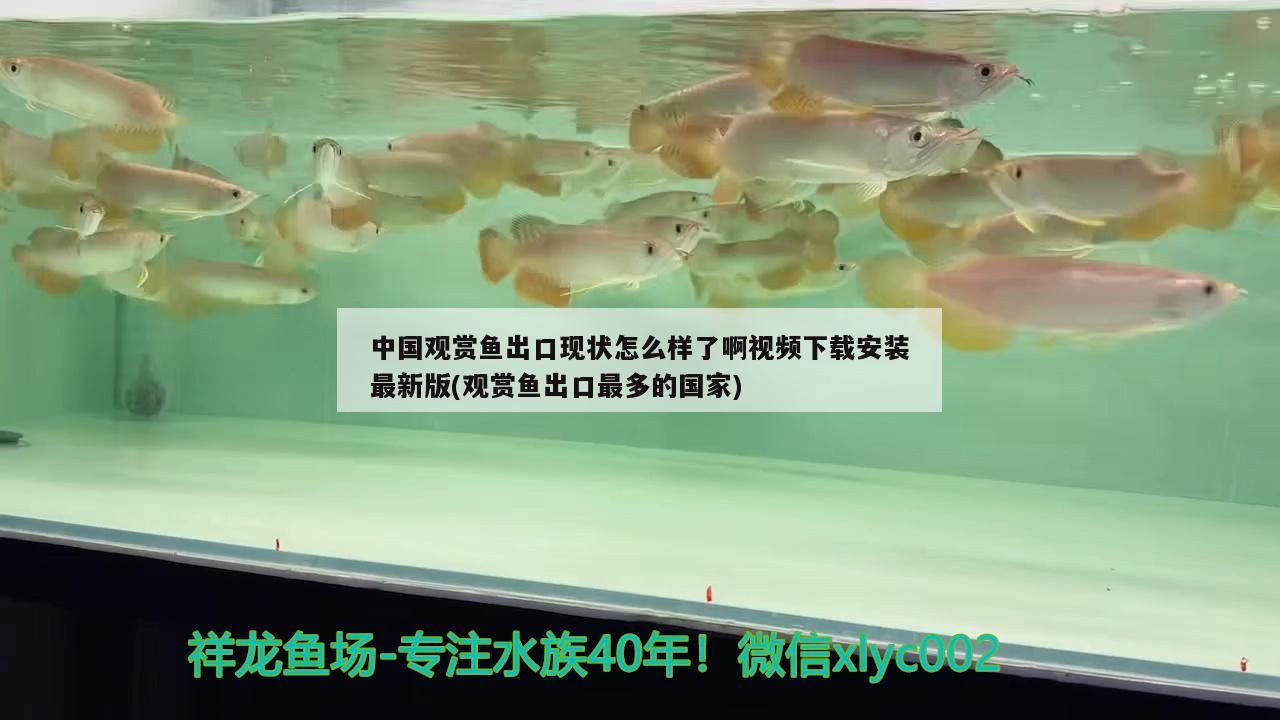 中國觀賞魚出口現(xiàn)狀怎么樣了啊視頻下載安裝最新版(觀賞魚出口最多的國家)