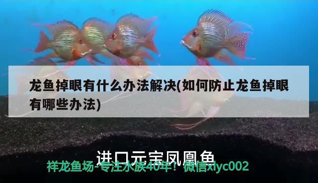 龍魚掉眼有什么辦法解決(如何防止龍魚掉眼有哪些辦法) 大白鯊魚苗