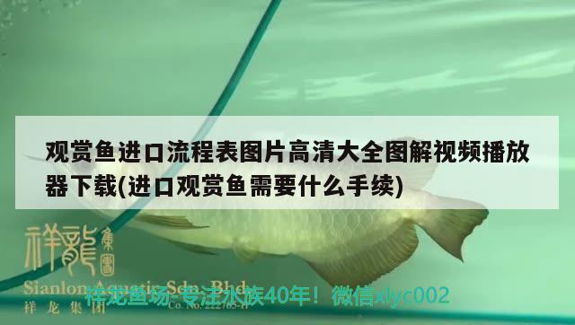 觀賞魚進口流程表圖片高清大全圖解視頻播放器下載(進口觀賞魚需要什么手續(xù)) 觀賞魚進出口