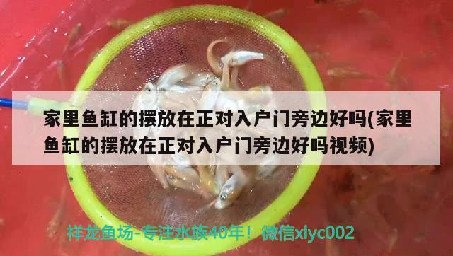 家里魚缸的擺放在正對入戶門旁邊好嗎(家里魚缸的擺放在正對入戶門旁邊好嗎視頻) 魚缸/水族箱