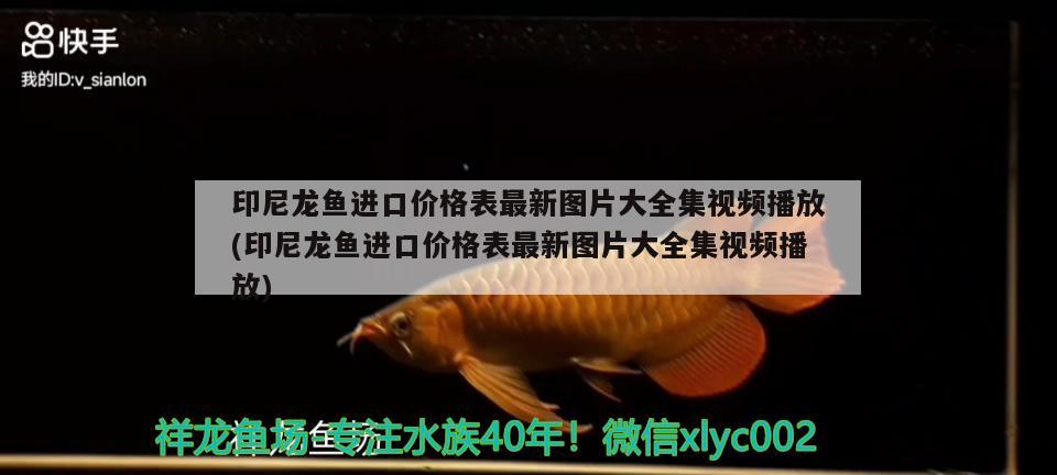 印尼龍魚進口價格表最新圖片大全集視頻播放(印尼龍魚進口價格表最新圖片大全集視頻播放)