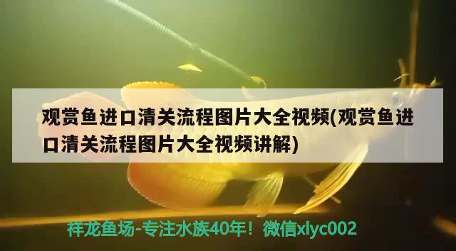 龍魚都怎么換水的進(jìn)來投個(gè)票 觀賞魚企業(yè)目錄 第2張