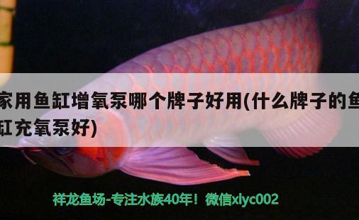 家用魚缸增氧泵哪個牌子好用(什么牌子的魚缸充氧泵好) 大湖紅龍魚