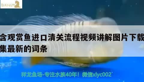 包含觀(guān)賞魚(yú)進(jìn)口清關(guān)流程視頻講解圖片下載大全集最新的詞條 觀(guān)賞魚(yú)進(jìn)出口