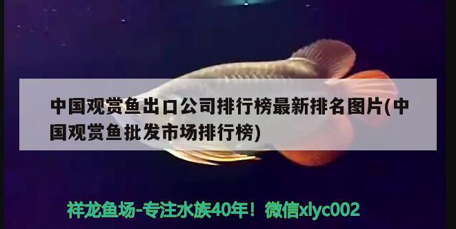 中國觀賞魚出口公司排行榜最新排名圖片(中國觀賞魚批發(fā)市場排行榜) 觀賞魚進出口