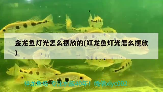 金龍魚燈光怎么擺放的(紅龍魚燈光怎么擺放)