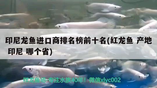 銀龍魚(yú)身上起白點(diǎn)是怎么回事兒圖片（銀龍魚(yú)身上起白點(diǎn)是怎么回事兒圖片視頻） 黑白雙星 第2張