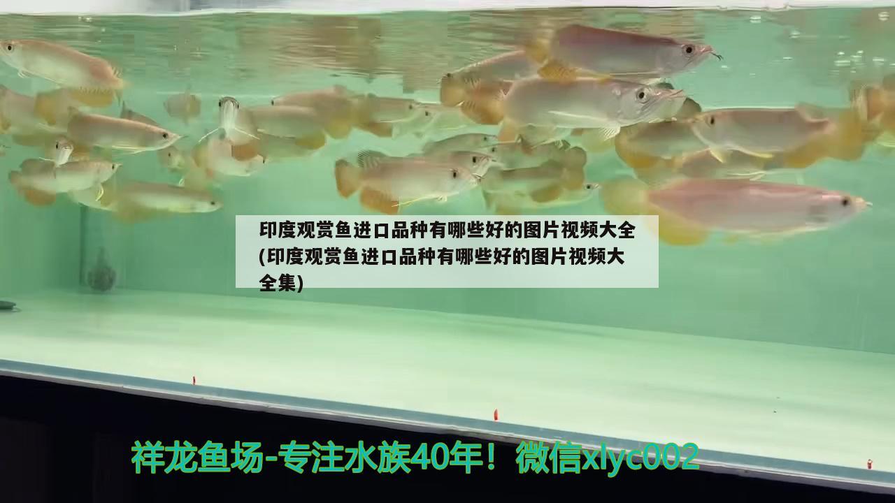 印度觀賞魚進(jìn)口品種有哪些好的圖片視頻大全(印度觀賞魚進(jìn)口品種有哪些好的圖片視頻大全集) 觀賞魚進(jìn)出口