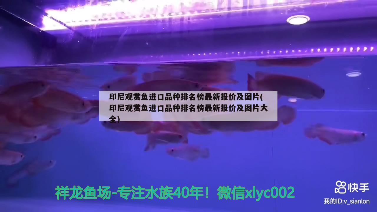 印尼觀賞魚進口品種排名榜最新報價及圖片(印尼觀賞魚進口品種排名榜最新報價及圖片大全) 觀賞魚進出口