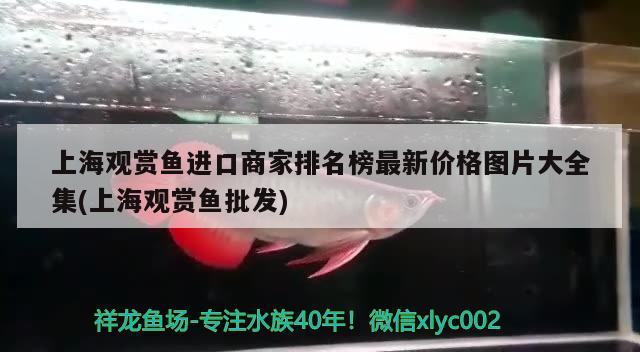 上海觀賞魚進口商家排名榜最新價格圖片大全集(上海觀賞魚批發(fā)) 觀賞魚進出口