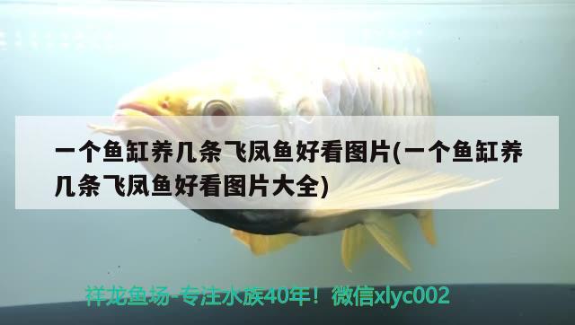 一個魚缸養(yǎng)幾條飛鳳魚好看圖片(一個魚缸養(yǎng)幾條飛鳳魚好看圖片大全) 飛鳳魚