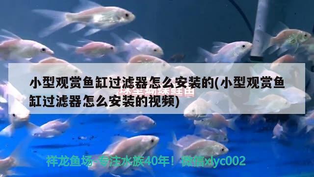 小型觀賞魚缸過濾器怎么安裝的(小型觀賞魚缸過濾器怎么安裝的視頻)