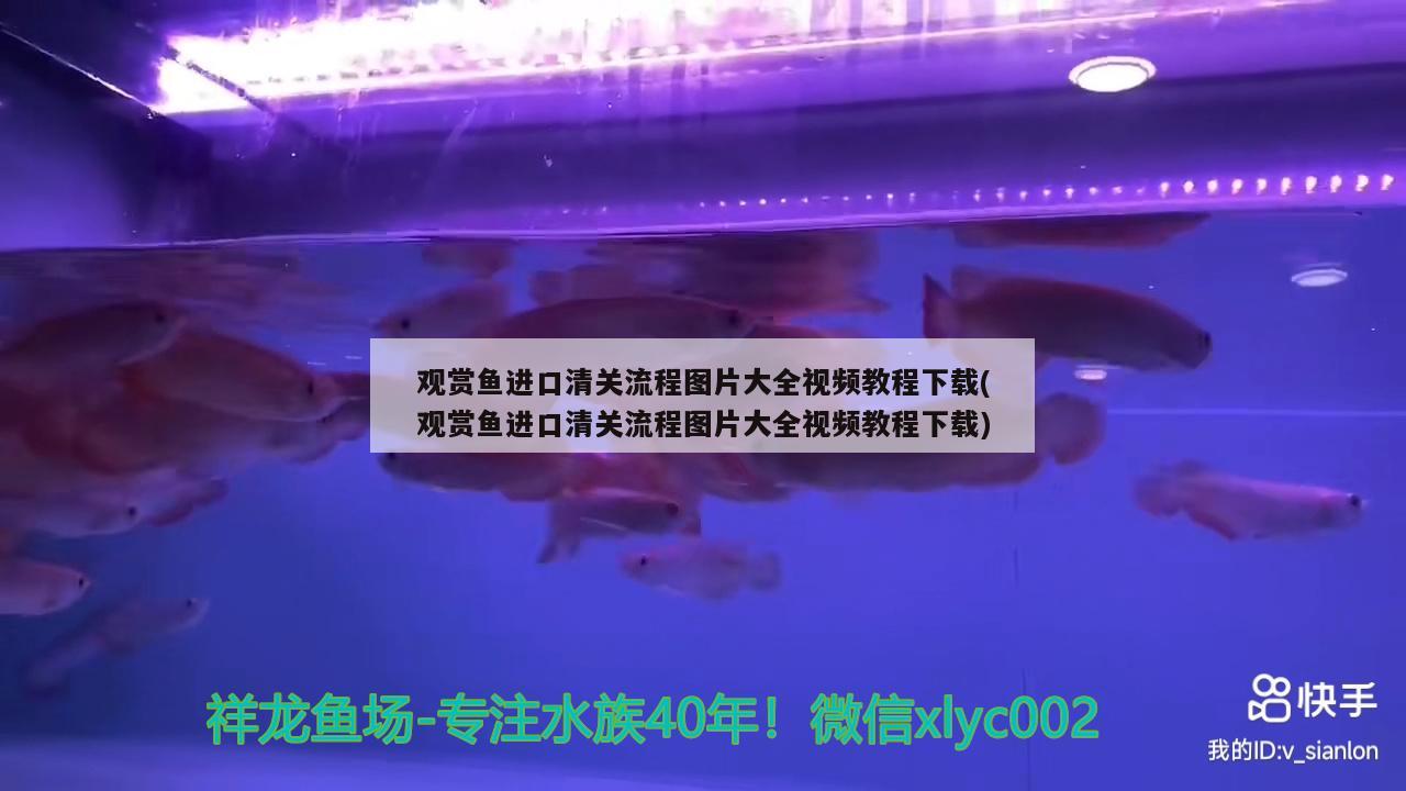 觀賞魚進(jìn)口清關(guān)流程圖片大全視頻教程下載(觀賞魚進(jìn)口清關(guān)流程圖片大全視頻教程下載) 觀賞魚進(jìn)出口