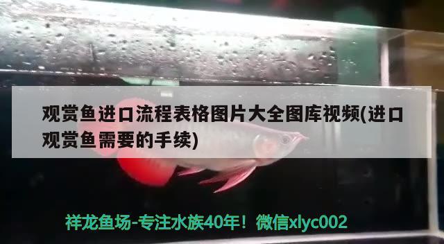 觀賞魚進口流程表格圖片大全圖庫視頻(進口觀賞魚需要的手續(xù)) 觀賞魚進出口