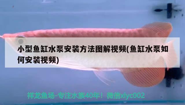 小型魚缸水泵安裝方法圖解視頻(魚缸水泵如何安裝視頻) 魚缸水泵