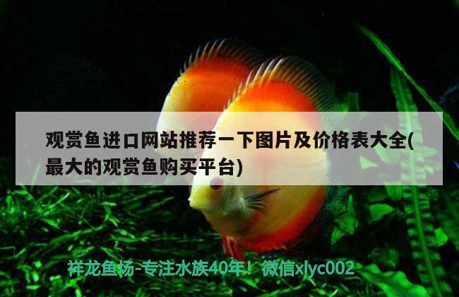 三亞觀賞魚快遞公司有哪些品牌 三亞觀賞魚快遞公司有哪些品牌的 養(yǎng)魚的好處 第2張