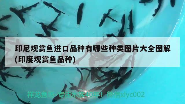 印尼觀賞魚進(jìn)口品種有哪些種類圖片大全圖解(印度觀賞魚品種)