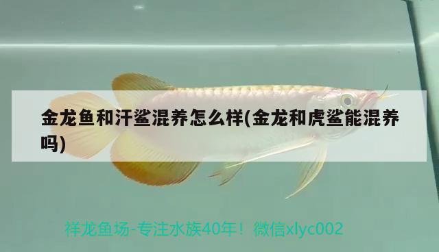 金龍魚和汗鯊混養(yǎng)怎么樣(金龍和虎鯊能混養(yǎng)嗎) 暹羅巨鯉 第2張