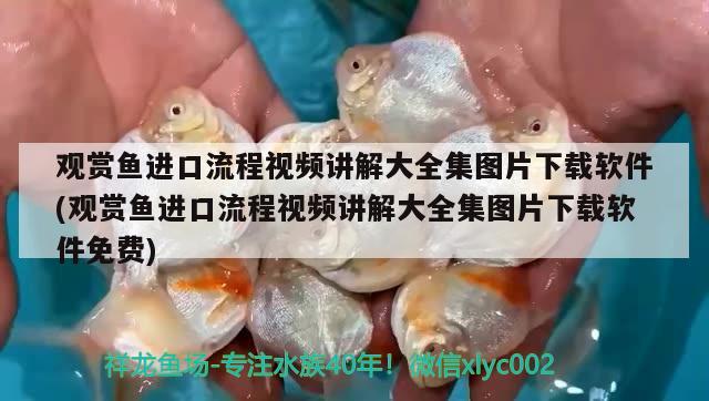 觀賞魚進口流程視頻講解大全集圖片下載軟件(觀賞魚進口流程視頻講解大全集圖片下載軟件免費) 觀賞魚進出口