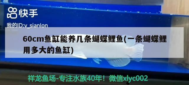 記錄一下到家20個(gè)月 泰龐海蓮魚 第1張