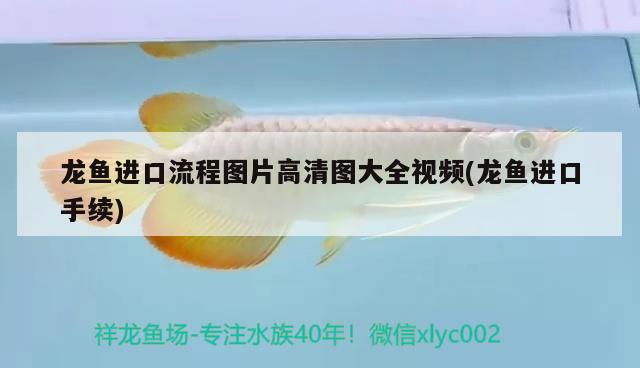 龍魚(yú)進(jìn)口流程圖片高清圖大全視頻(龍魚(yú)進(jìn)口手續(xù))