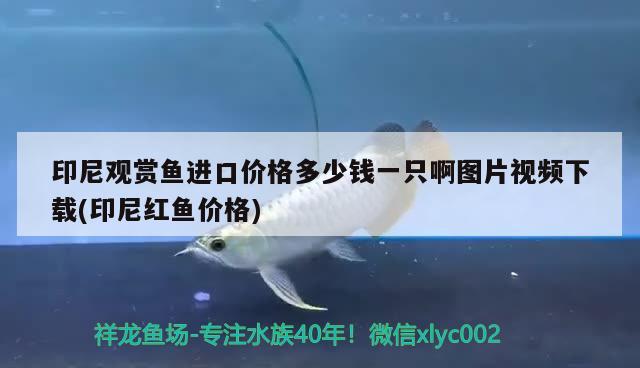 印尼觀賞魚進口價格多少錢一只啊圖片視頻下載(印尼紅魚價格) 觀賞魚進出口