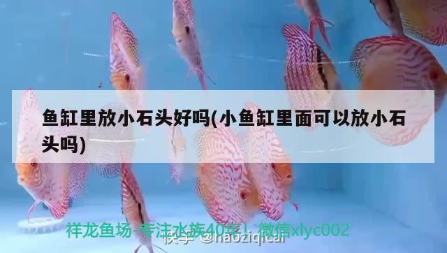 魚缸養(yǎng)魚病了用什么藥好得快（魚缸養(yǎng)魚病了用什么藥好得快一點(diǎn)） 祥龍水族醫(yī)院 第2張