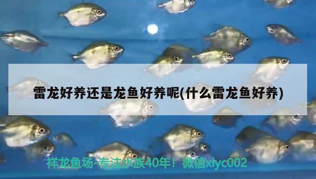 雷龍好養(yǎng)還是龍魚好養(yǎng)呢(什么雷龍魚好養(yǎng)) 名貴錦鯉魚