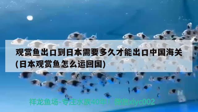 觀賞魚出口到日本需要多久才能出口中國(guó)海關(guān)(日本觀賞魚怎么運(yùn)回國(guó)) 觀賞魚進(jìn)出口