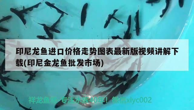 印尼龍魚進(jìn)口價格走勢圖表最新版視頻講解下載(印尼金龍魚批發(fā)市場) 龍魚批發(fā)