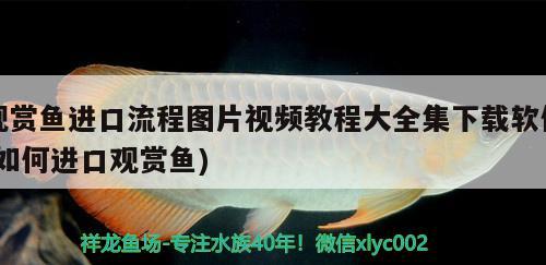 觀賞魚進口流程圖片視頻教程大全集下載軟件(如何進口觀賞魚) 觀賞魚進出口