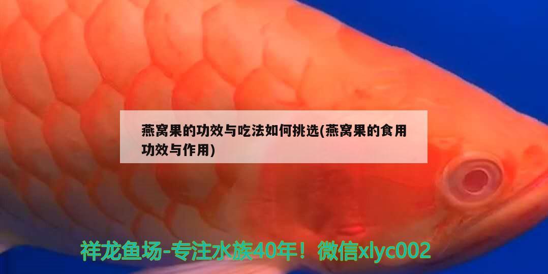 魚缸卡通畫（疫情期間，你在家都做些什么） 虎斑恐龍魚 第2張