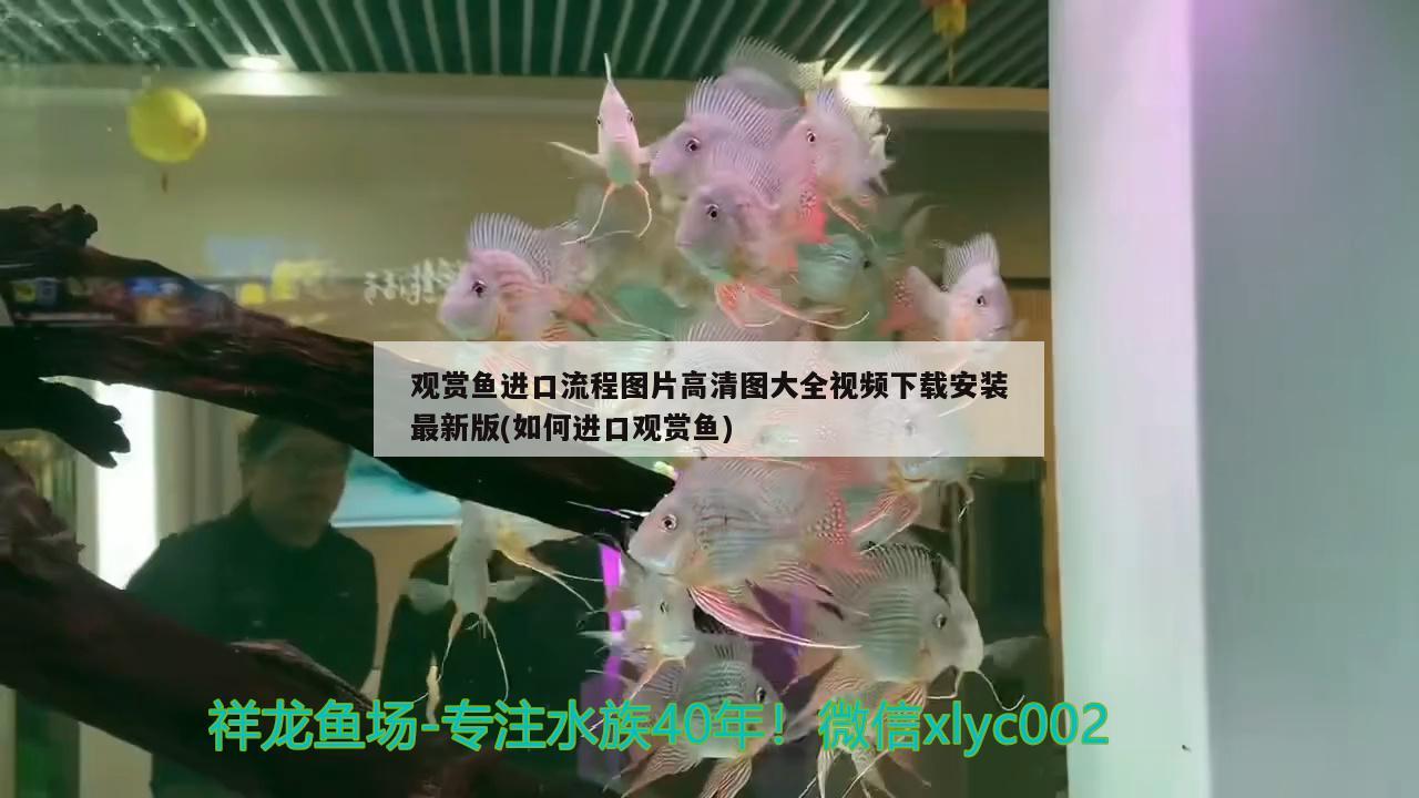 二手海鮮魚缸交易市場(附近二手魚缸市場) 紅龍專用魚糧飼料