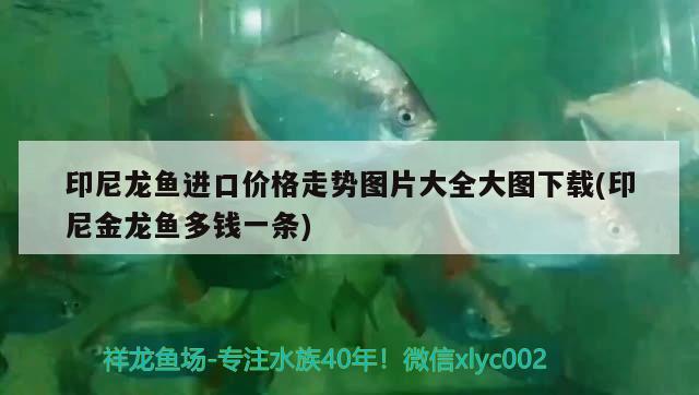 印尼龍魚進口價格走勢圖片大全大圖下載(印尼金龍魚多錢一條) 觀賞魚進出口