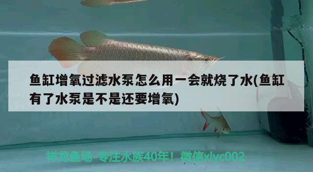 南京買魚缸的地方在哪里?。暇┠睦镉杏昊ㄊ瘬旎蛘哔I） 馬拉莫寶石魚 第1張