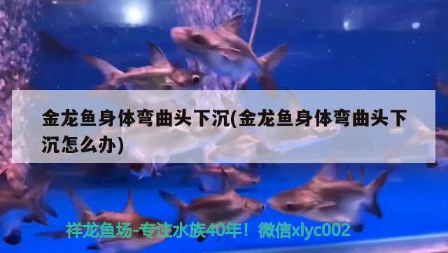 金龍魚身體彎曲頭下沉(金龍魚身體彎曲頭下沉怎么辦) 魚糧魚藥