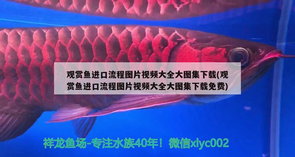 白色的大觀賞魚叫什么名字好聽（ 白色的大型觀賞魚）