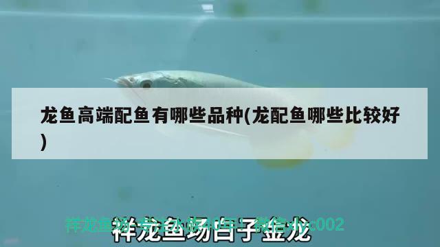 龍魚高端配魚有哪些品種(龍配魚哪些比較好)